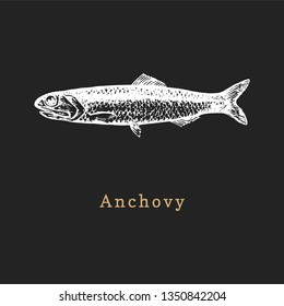 Illustration of anchovy on black background. Fish sketch in vector. Drawn seafood in engraving style. Used for canning jar sticker, shop label etc.