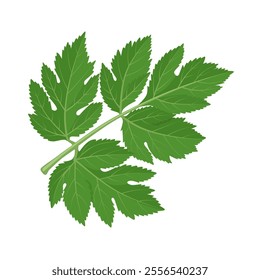 Illustration of Angelica keiskei, commonly known by its Japanese name ashitaba, literally tomorrow's leaf, isolated on white.