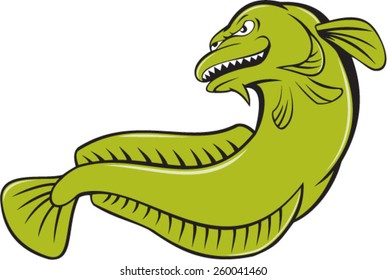 Illustration of an angry burbott, gadiform (cod-like) freshwater fish, viewed from a low angle on isolated background done in cartoon style.