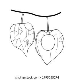 illustration of angulata fruit hanging from the stem. fruit contains benefits for medicine. golden berry symbol.