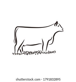 Illustration Angus cow animal in the grass logo design vector