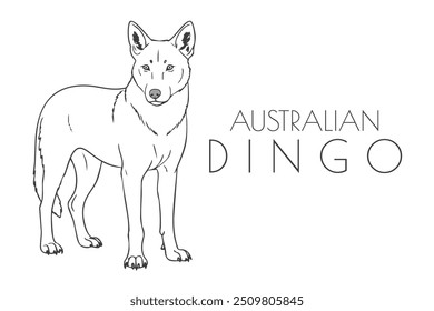 Ilustração de um animal - Dingo australiano, Mammalia