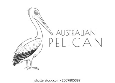 Ilustración de un animal - Pelícano australiano, pájaro