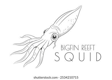 Illustration eines Tieres - Bigfin Reef Squid, Cephalopoda