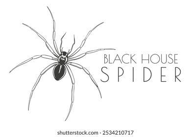 Illustration of a Animal - Black House Spider, Arachnida