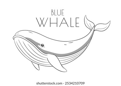 Illustration of a Animal - Blue Whale, Mammalia