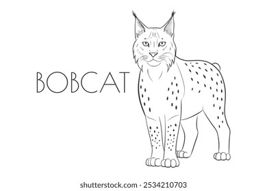 Illustration of a Animal - Bobcat, Mammalia
