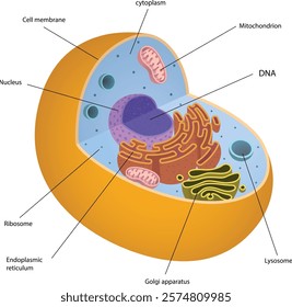 illustration of animal cell diagram - vector