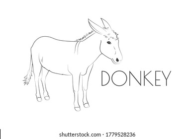 Illustration of a Animal - Donkey, Mammalia