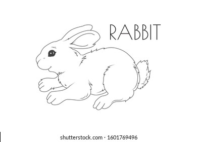Illustration of a Animal - Rabbit, Mammalia