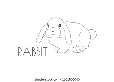 Illustration of a Animal - Rabbit, Mammalia