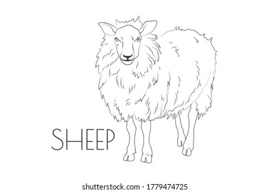 Illustration of a Animal - Sheep, Mammalia
