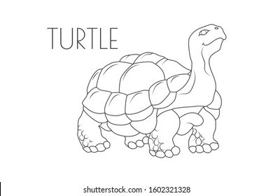 Illustration of a Animal - Turtle, Reptilia