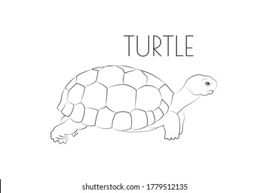 Illustration of a Animal - Turtle, Reptilia