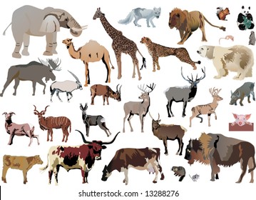 illustration with animals collection isolated on white background