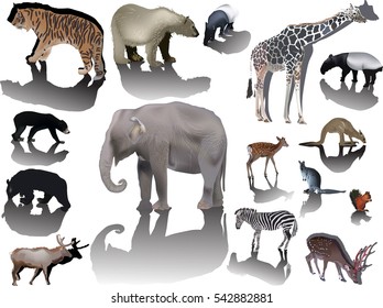 illustration with animals collection isolated on white background