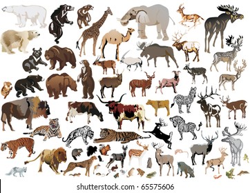 illustration with animals collection isolated on white background