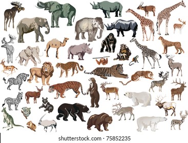 illustration with animals collection isolated on white background