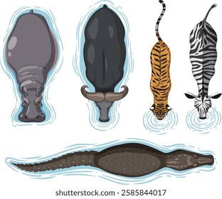 Illustration of animals drinking water from above