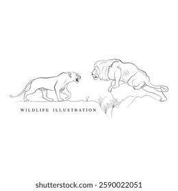 An illustration of animals fighting, Lioness roaring on Lion line art, Vector drawing of wildlife animals