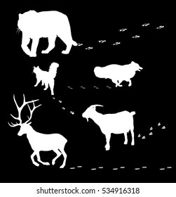 illustration with animals silhouettes and tracks isolated on black background