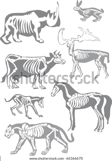 illustration with animals skeletons isolated\
on white\
background