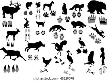 illustration with animals and its tracks isolated on white