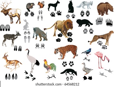 illustration with animals and its tracks isolated on white