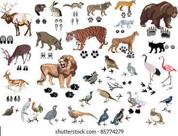 Illustration With Animals And Its Tracks Isolated On White