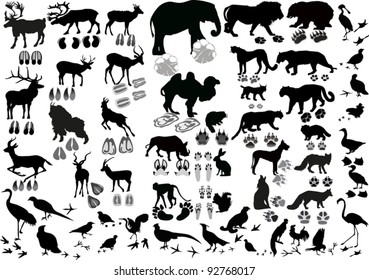 Illustration With Animals And Its Tracks Isolated On White