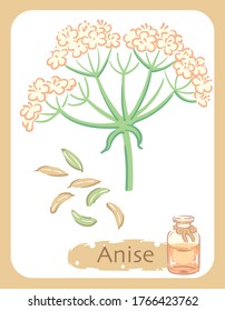 Ilustración de Anise y botella de aromaterapia. Ilustración vectorial.