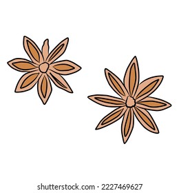 ilustración de la flor de anís. ilustración vectorial