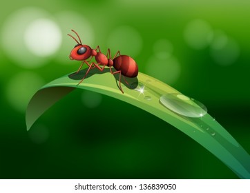 Illustration of an ant above the leaf