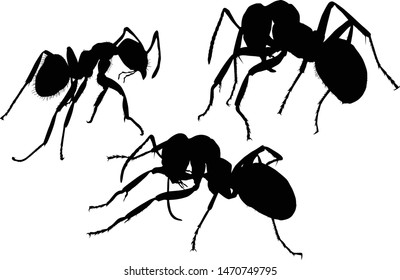illustration with ant silhouettes isolated on white background