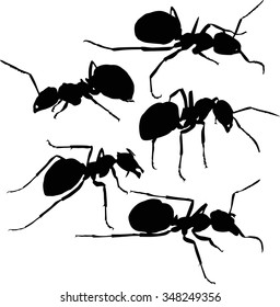 Illustration Ant Silhouettes Isolated On White Stock Vector (royalty 