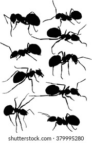 illustration with ant silhouettes isolated on white background