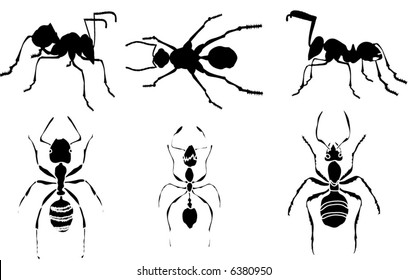 ilustración con siluetas de hormiga aisladas en fondo blanco