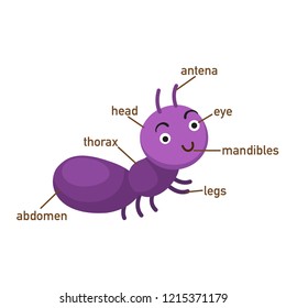 Illustration of ant vocabulary part of body.vector