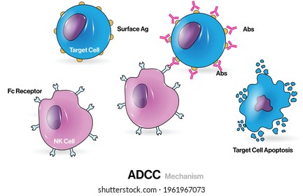 Illustration Of Antibody Dependent Cell Mediated Cytotoxicity Or ADCC.