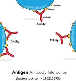 illustration of antigen antibody interaction types: affinity and avidity. 