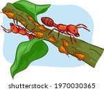Illustration of Ants and Aphids Crawling on a Branch,  Symbiotic Ecological Relationship