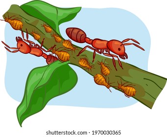 Illustration of Ants and Aphids Crawling on a Branch,  Symbiotic Ecological Relationship