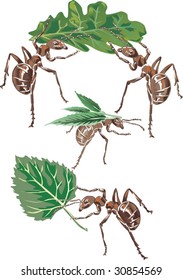 illustration with ants and leaves isolated on white background