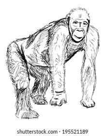 illustration with ape sketch isolated on white background