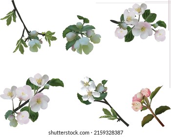 illustration with apple tree blossoms isolated on white background