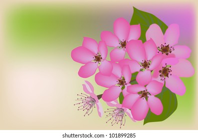 illustration with apple tree flowers on light background