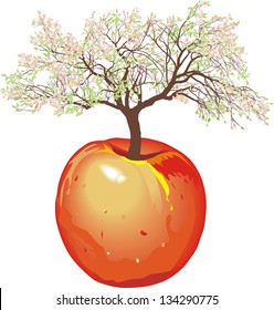 illustration of apples apple tree in spring