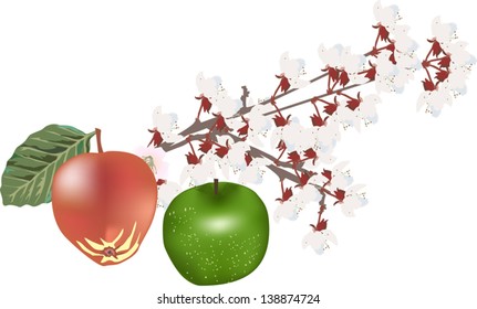 illustration with apples and flowers isolated in white background