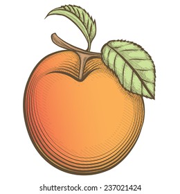 Illustration of apricot drawn in engraving retro style isolated on white