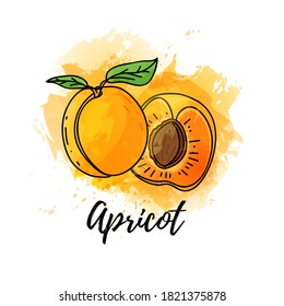 illustration of apricot fruit. Vector watercolor splash background. Graphics for cocktails, fresh juice design. Natural organic food label